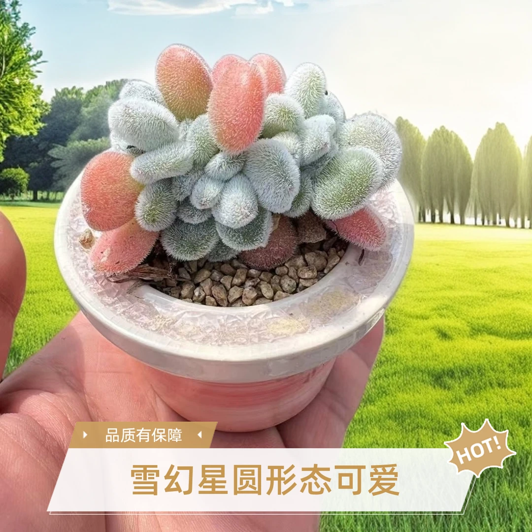 小老桩多肉植物雪幻星圆滚滚带陶瓷盆发货拇指迷你小多肉