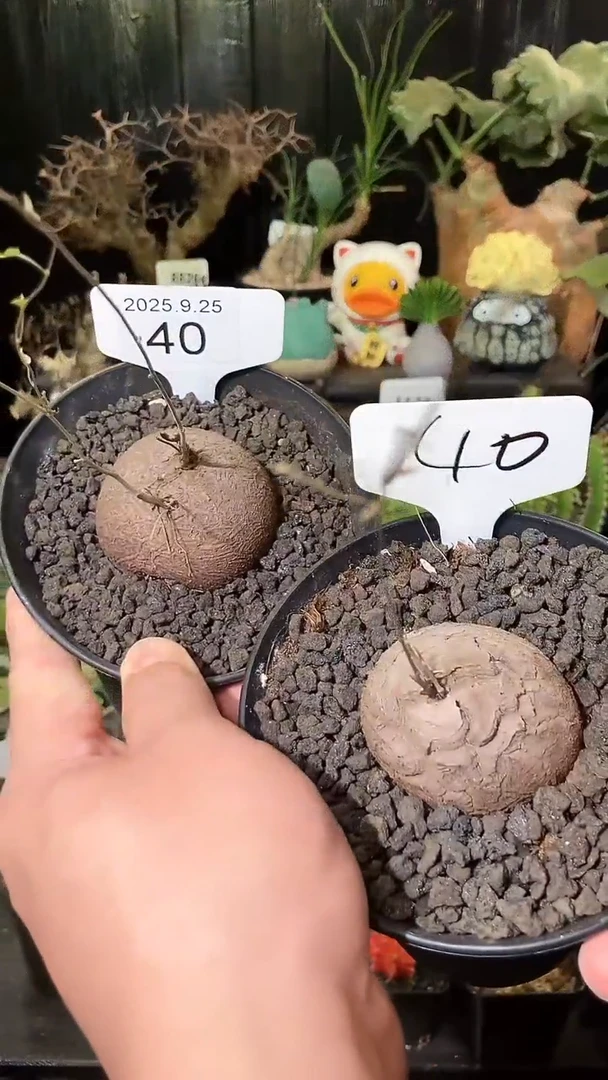 4 0号925福利南非龟甲龙买1个送1个