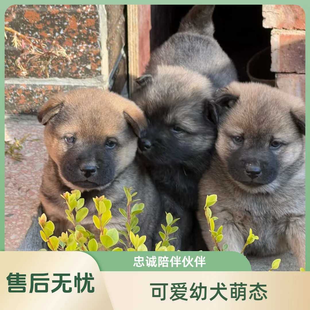 【通货品质】中华田园犬-黄狗白面/土松/铁包金等