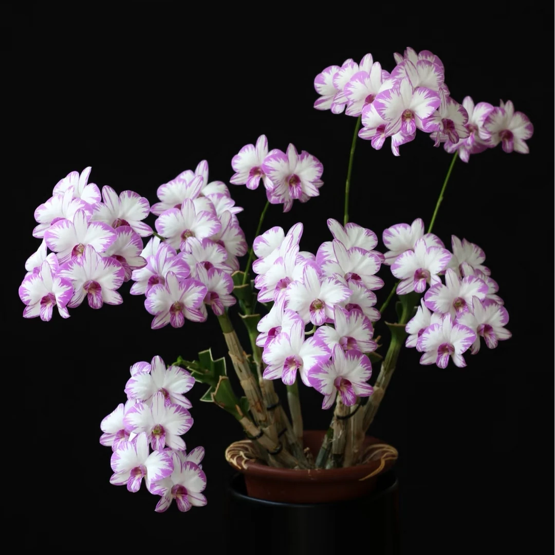 【白泼墨】秋石斛兰2支花剑（0度以下拍保温，不拍冻死冻伤不售后）