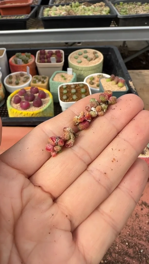 【闪购商品】13-55樱雪一颗