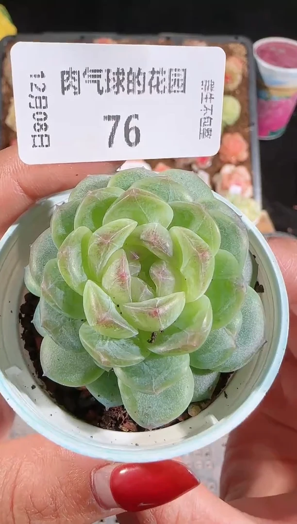 1208-76p3-9多肉群生不包整