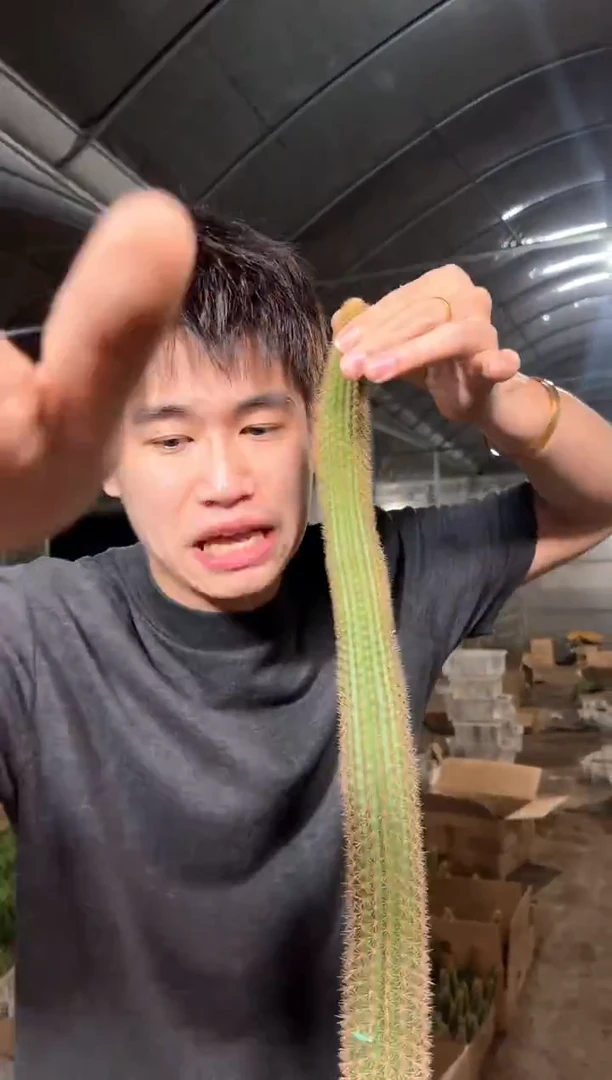 9颗【无根】单头 双色金妞