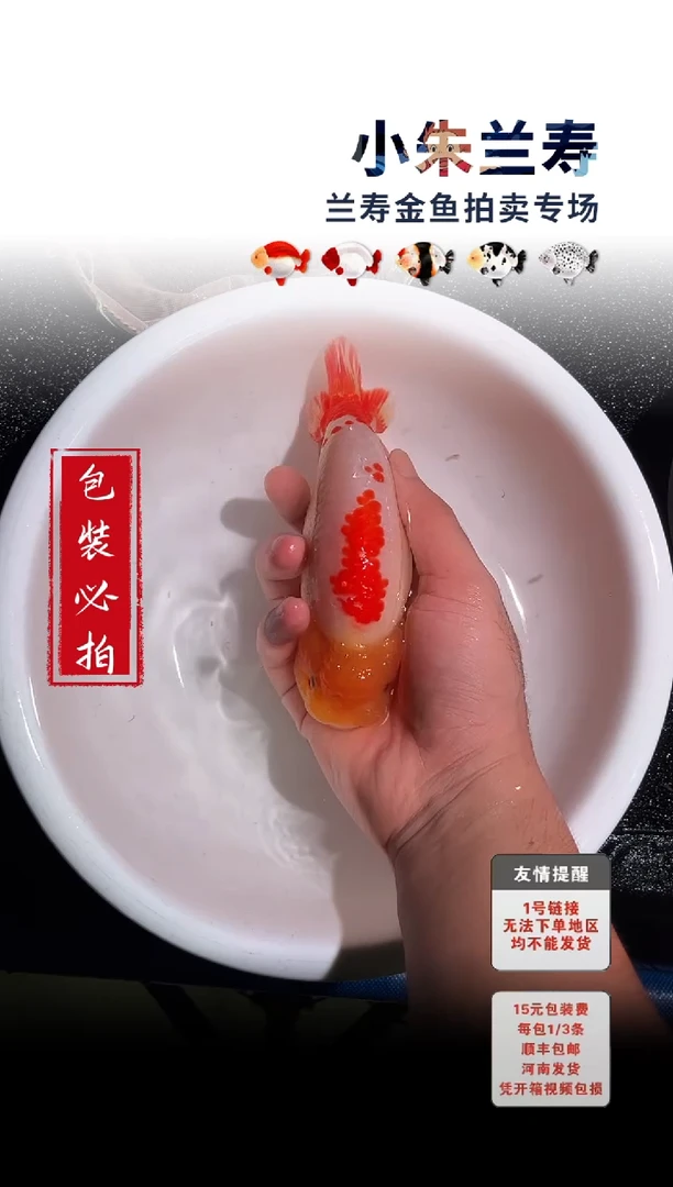 金鱼包装必拍未拍顺丰到付44号