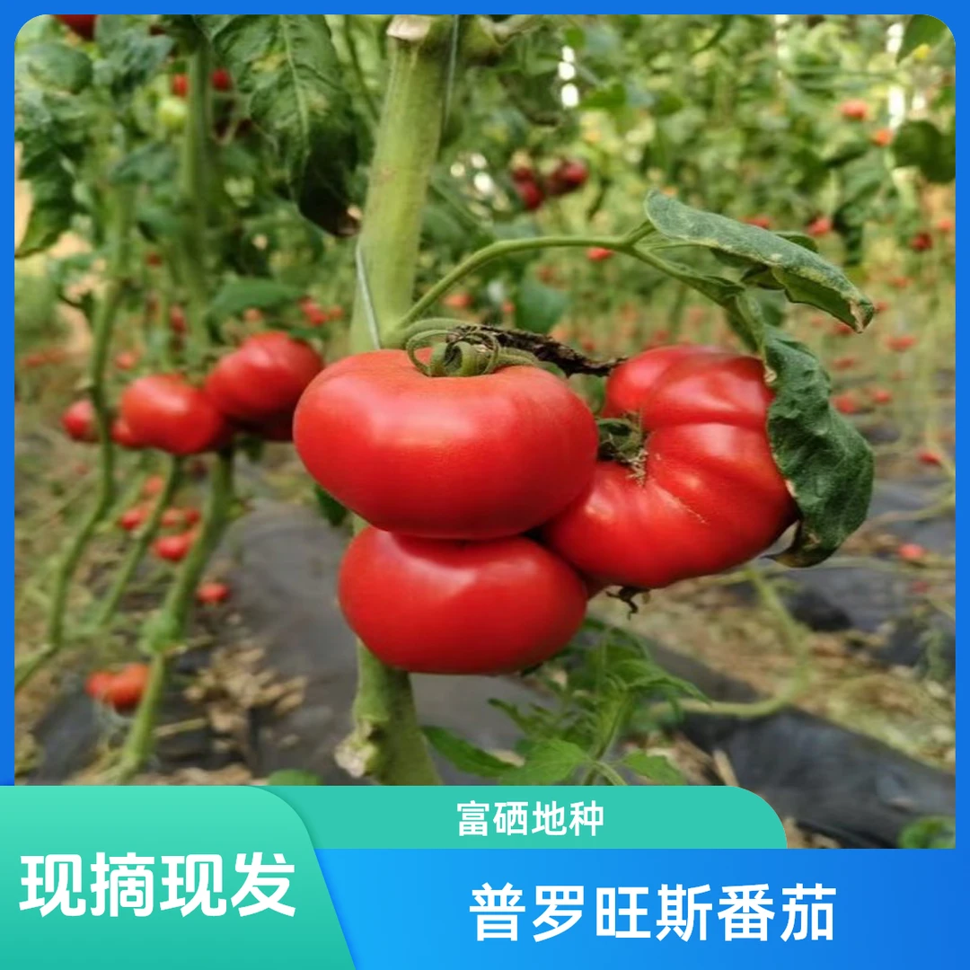 （顺丰次日达）现摘现发普罗旺斯番茄3.5斤装，山东淄博山区富硒地种植，施农家肥（鱼蛋白），拒绝打药水, 果香浓郁