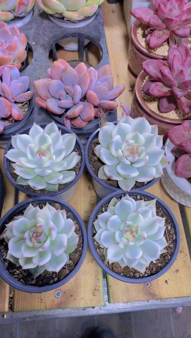 103-吉娃娃锦9cm盆（量拍）