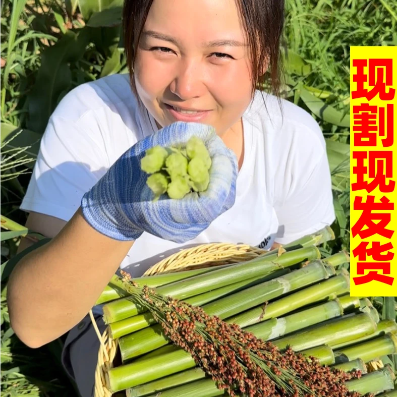 【爆甜】东北新鲜甜杆甜芦粟小甘蔗清香可口儿时味道8090的回忆