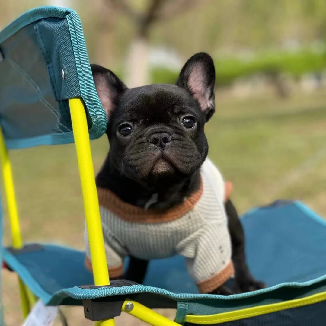 法斗衣服法斗专用衣服狗狗衣服秋冬狗狗衣服