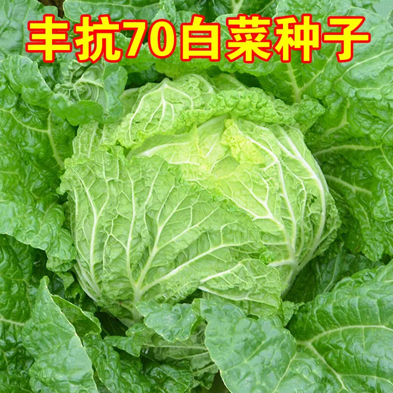 【买5包/包邮】白菜种子早熟晚熟抗病大白菜种籽高产耐贮无春秋种业