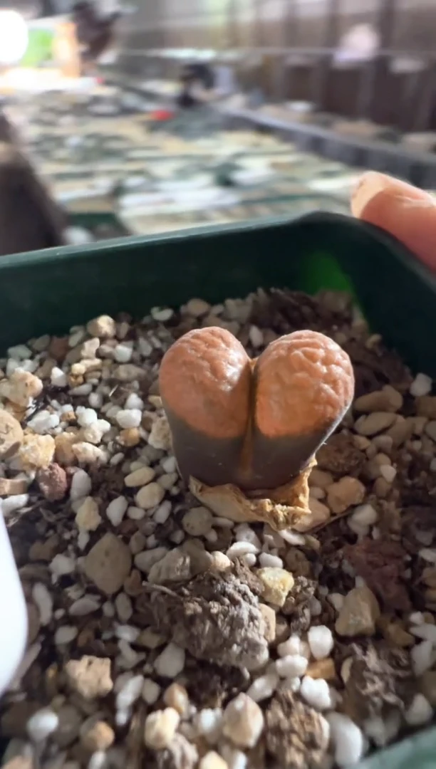 685...................