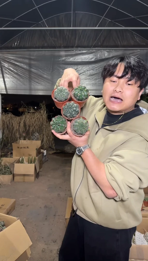 5颗 绯花玉 3-5cm 不指定带花苞