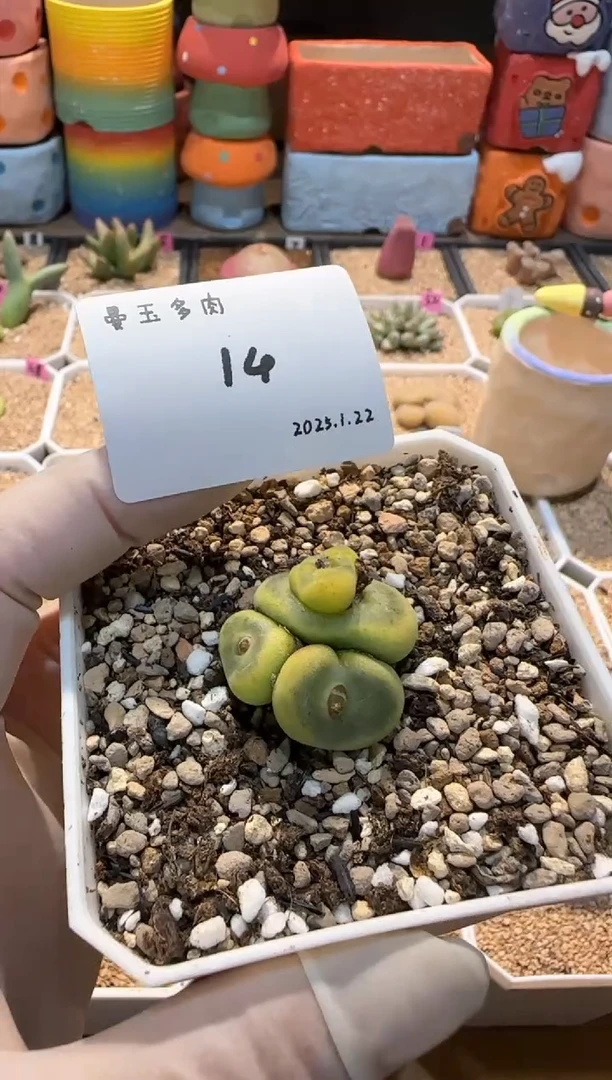 【闪购商品】25.1.22-14阿昭