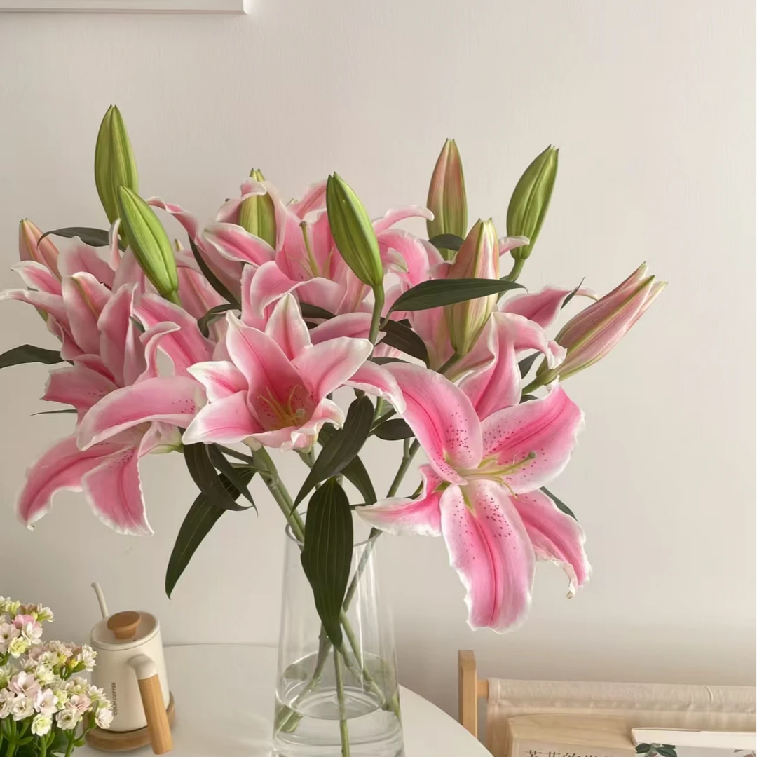 【粉色香水百合】 花当季香水百合 收到需醒花 云南基地鲜花直发