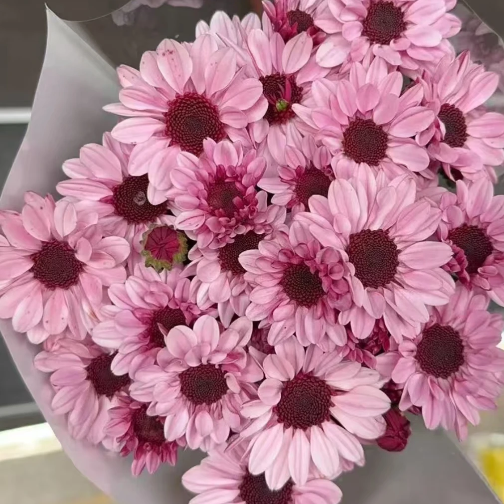 大红帽小雏菊一把（8到10支）   云南基地鲜花   家养    水养