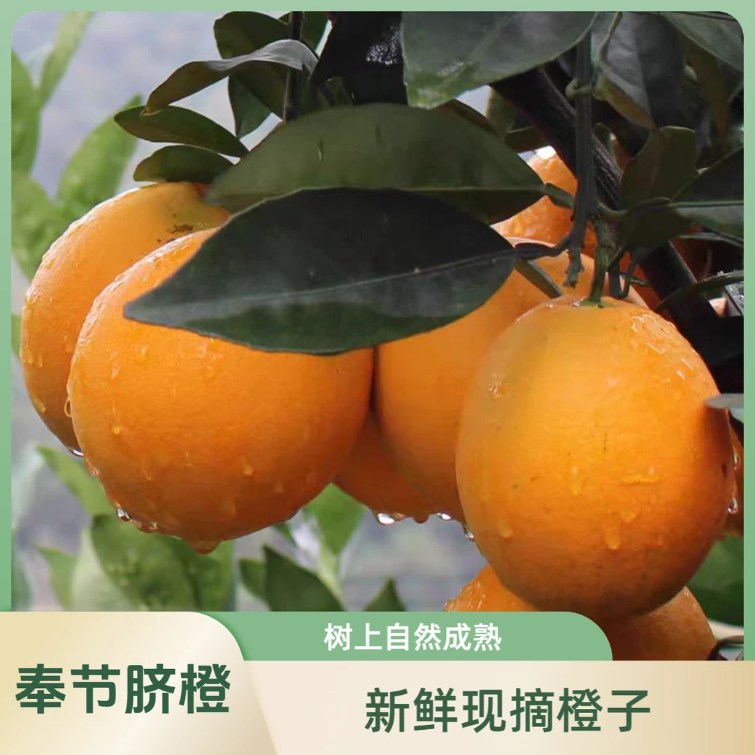 重庆奉节脐橙新鲜应季水果香甜多汁果园直发