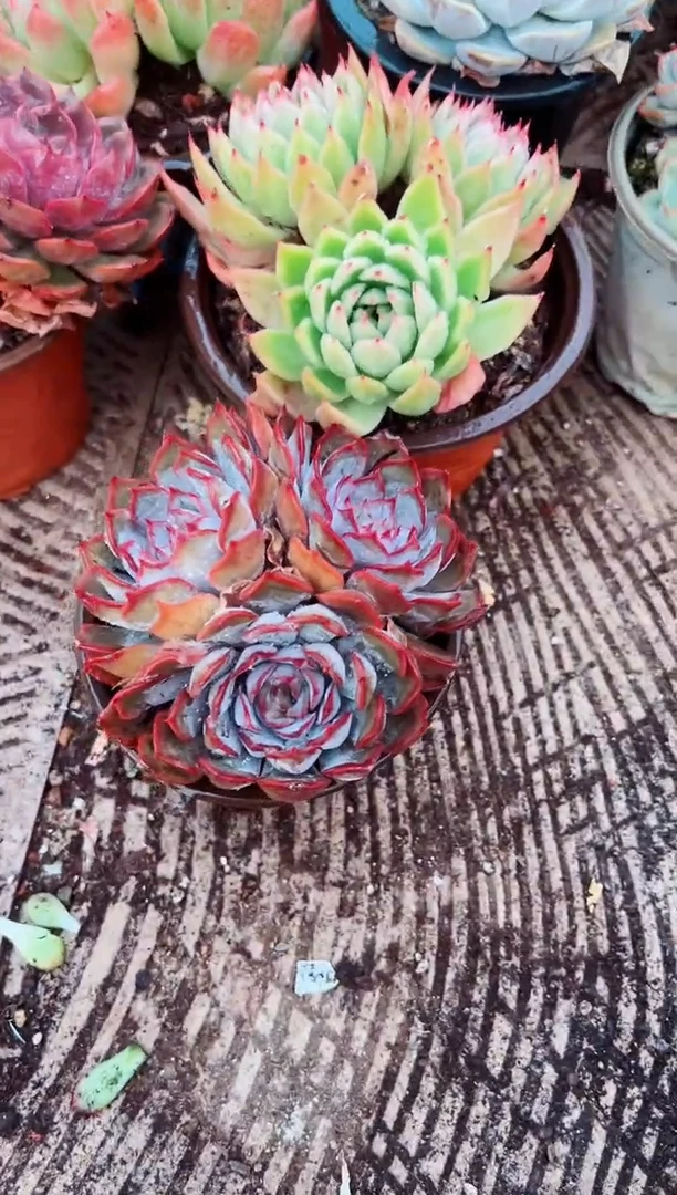 艾****楼多肉植物一物一拍05178