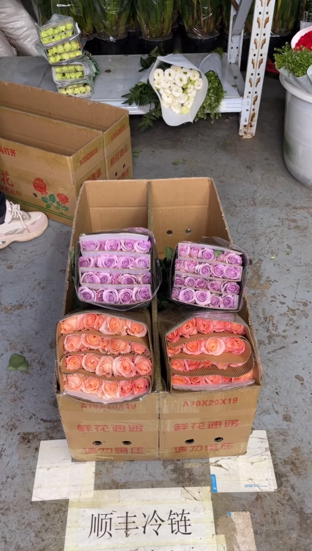 海洋之歌20枝+朱小姐20枝