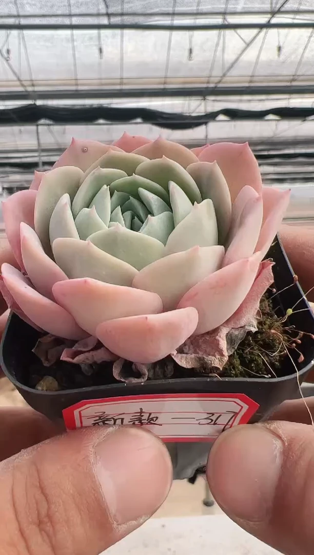 【闪购商品】新款多肉-317