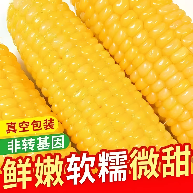 （试吃2根）东北头茬黄糯玉米真空包装粗粮代餐加热食用12根装
