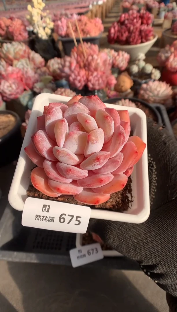 675雪天使多肉植物一物一拍