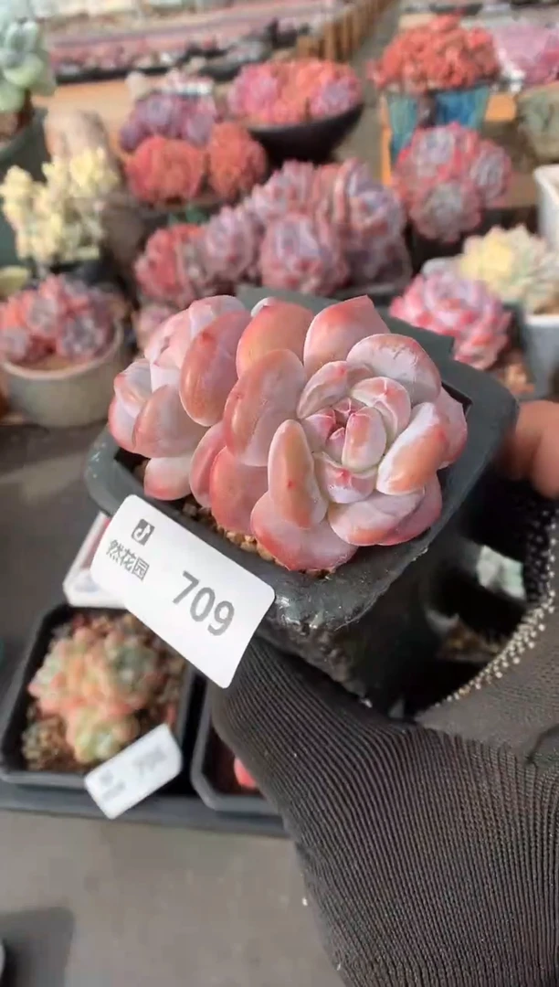 709星影一物一拍