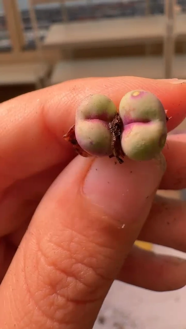 28-261多肉植物肉锥大列巴