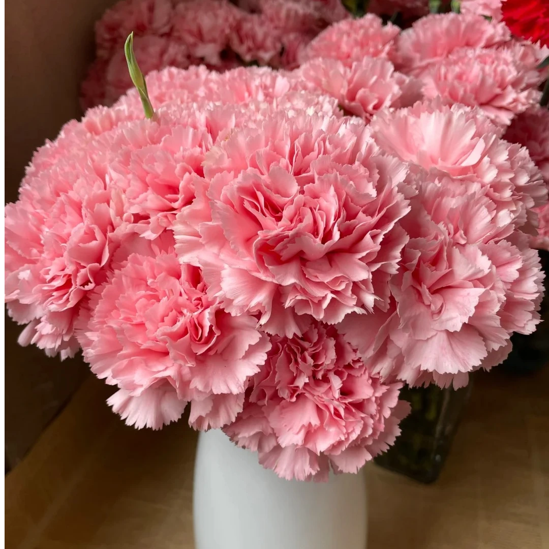 粉康乃馨  三单京东（偏远ZT空运） 花苞需醒花摘叶揽收无法退款