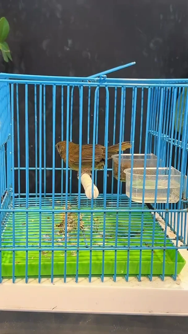 虎皮鹦鹉53号  白腹 养笼1元起拍