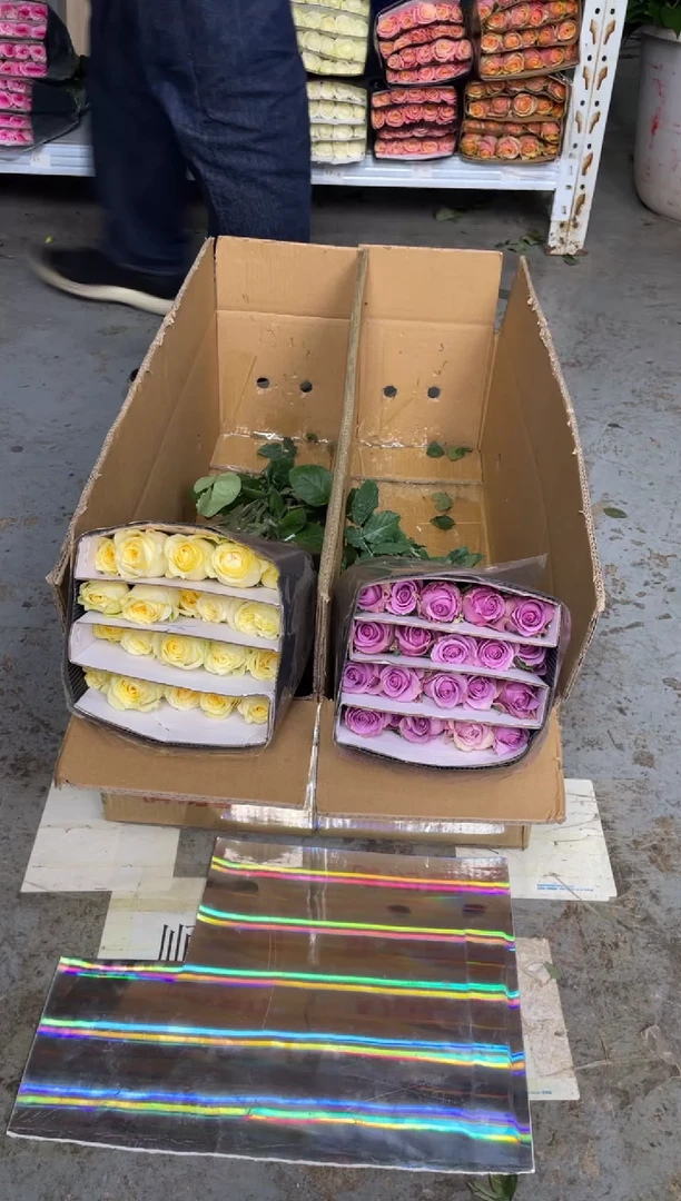 奶油杯20枝+紫霞20枝