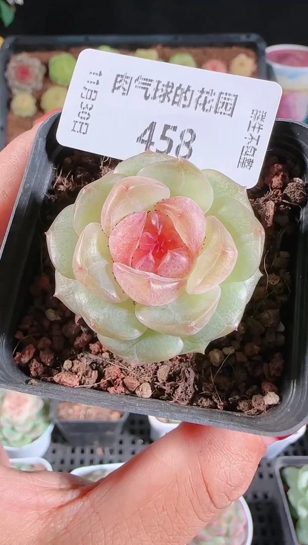 1130-458bl-4多肉群生不包整