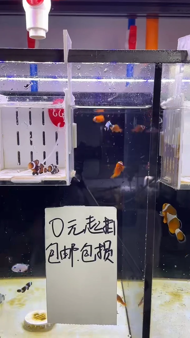 海水鱼23号奥黑1对