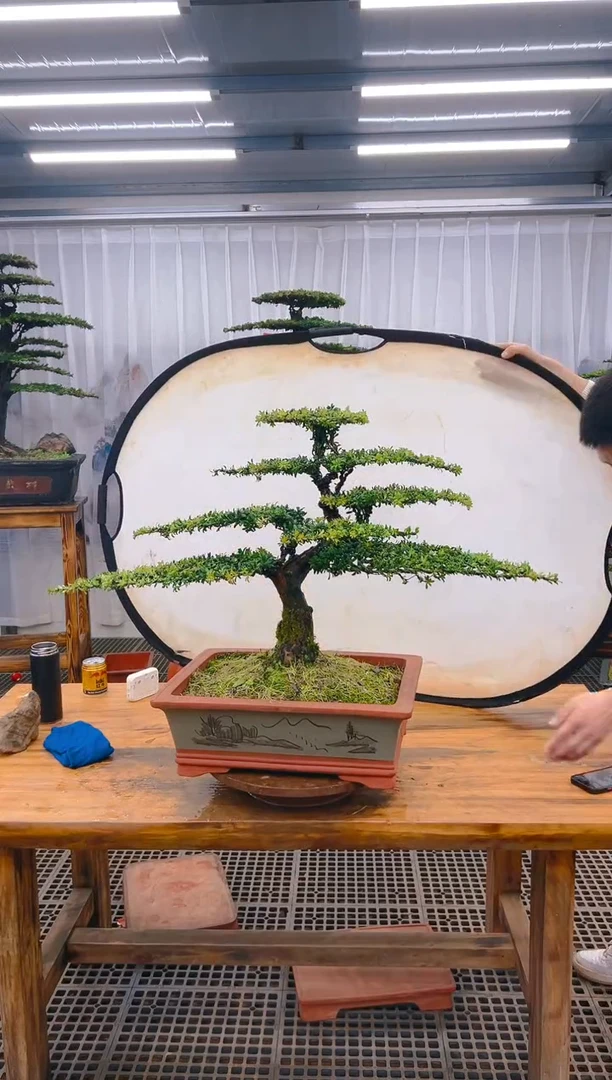 【闪购商品】紫砂精品盆景直播间一物一拍