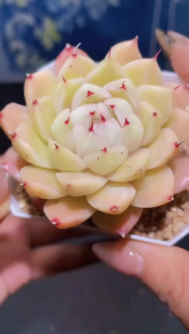 【闪购商品】109麦秆多肉