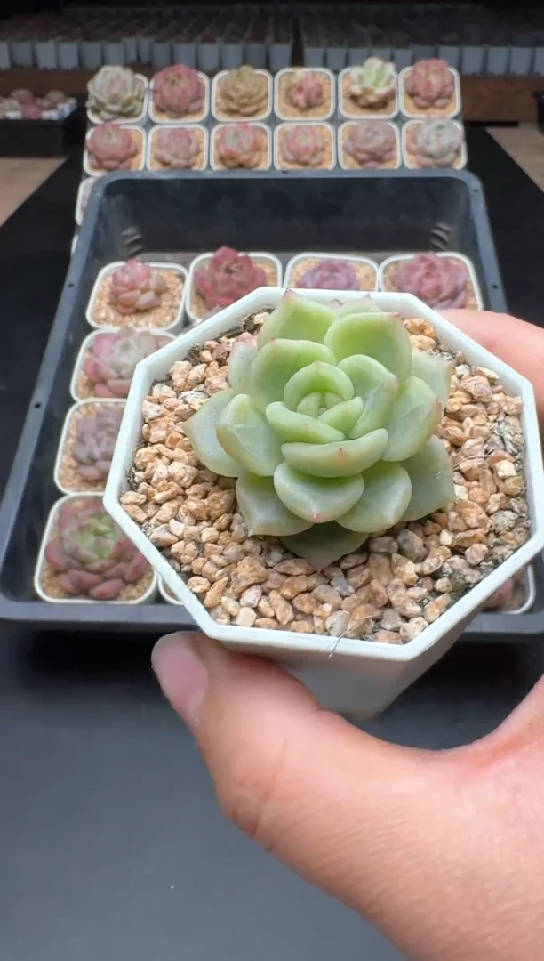 【闪购商品】019A号一物一拍多肉花卉植物拍3颗起发