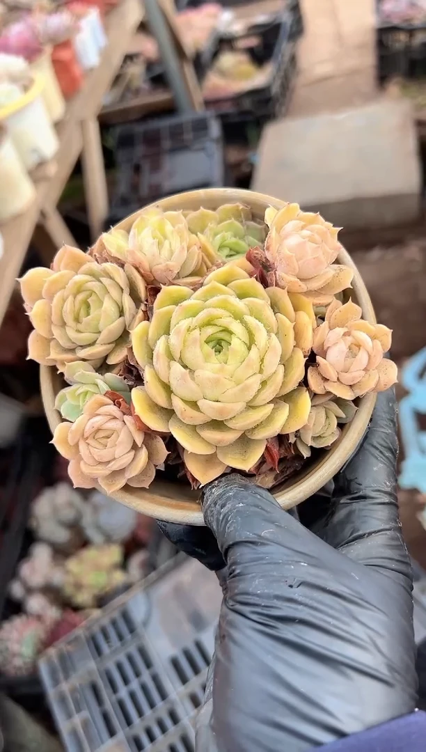 T****?多肉植物一物一拍17229