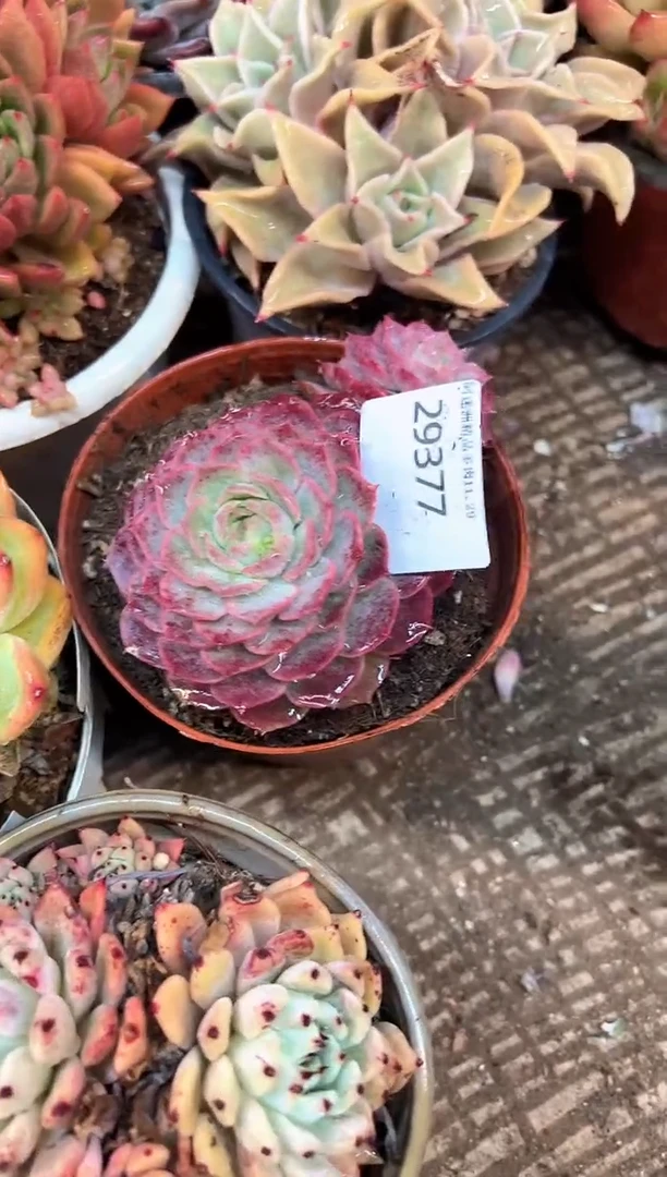 远*多肉植物一物一拍29377