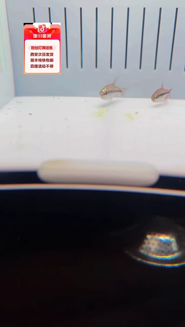 海水鱼0**4白金血魔1条