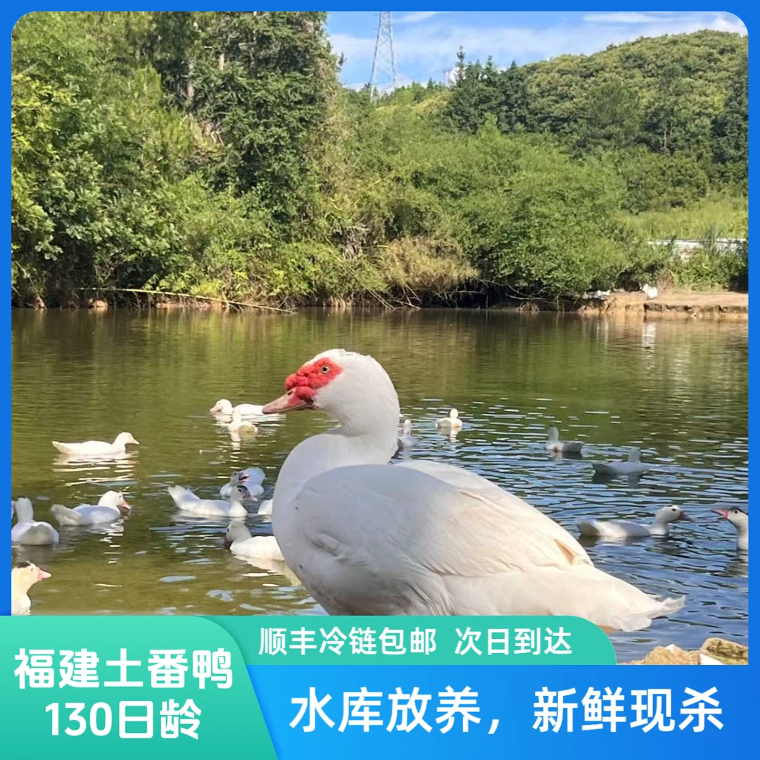 【适合白斩鸭姜母鸭】福建长汀水库散养番鸭新鲜现杀肉质紧致130日龄鸭肉同城配