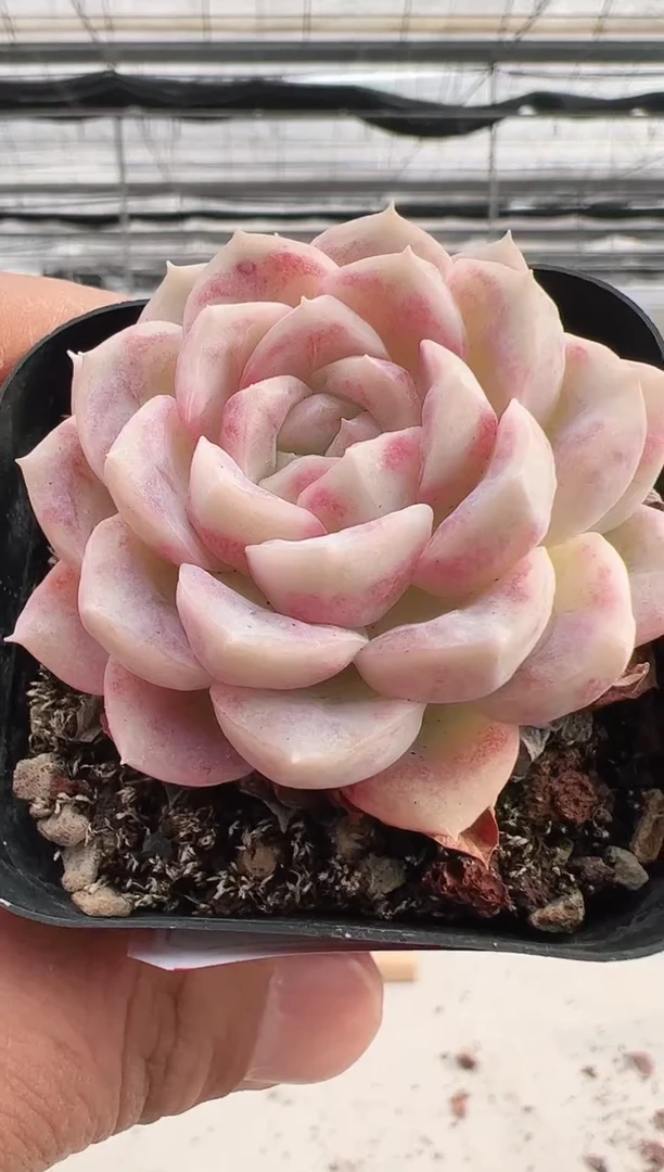 【闪购商品】月光玫瑰-5