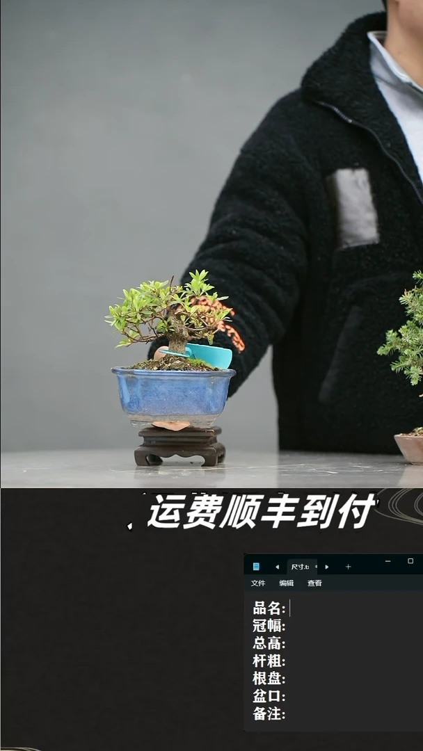 【闪购商品】13杜鹃