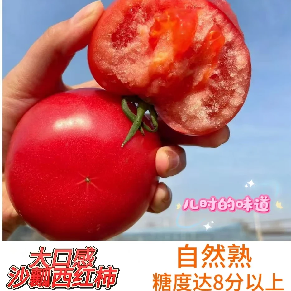 大口感西红柿现摘沙瓤番茄纯天然自然熟生吃水果蔬菜2