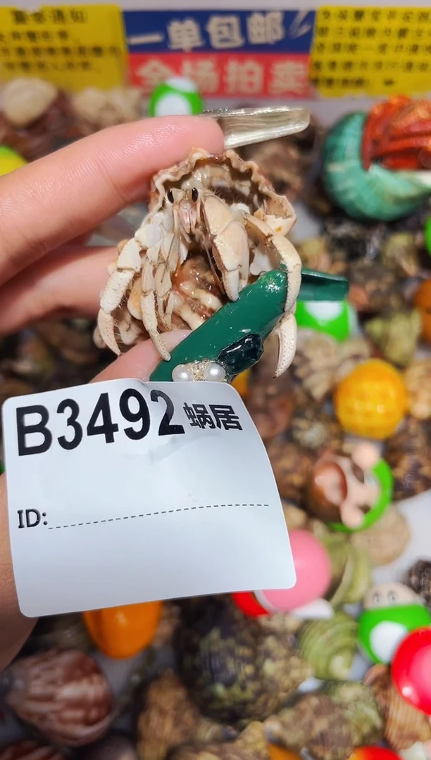 陌派甄选寄居蟹3492