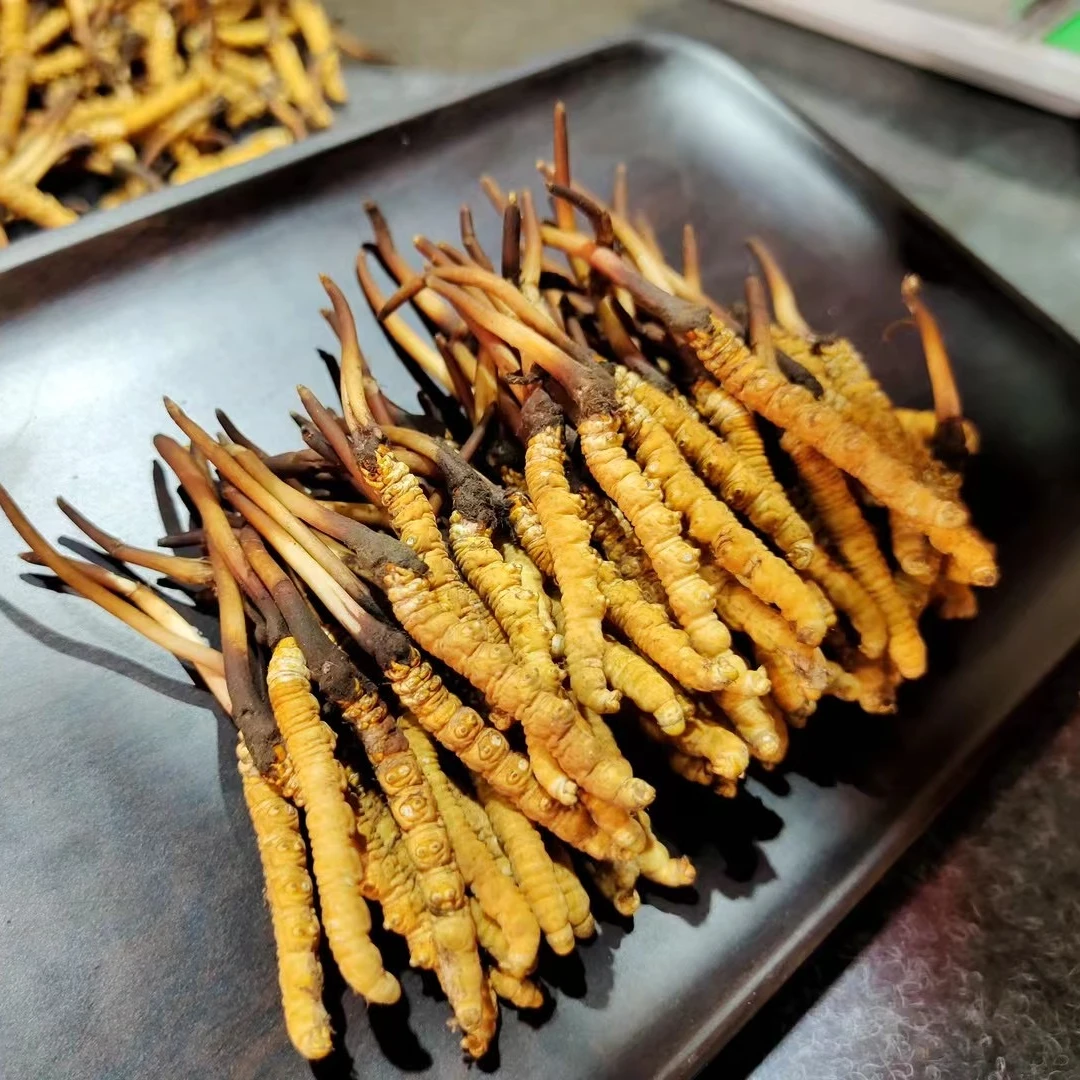 【100定向链接】新鲜冬虫夏草2025年头期鲜虫草鲜草顺丰包邮