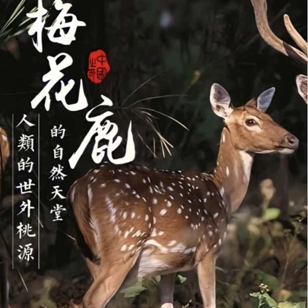 自家源头鹿场发货 鹿产品直播间实物为准（图仅供参考）