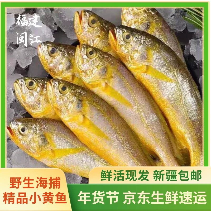 【新疆包邮】福建宁德冰鲜小黄花鱼2公斤10条左右深水捕捞年货