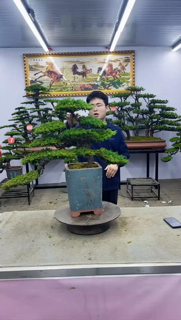 【闪购商品】八斗松/松类活物造型盆景，以直播间截图为啊啊啊