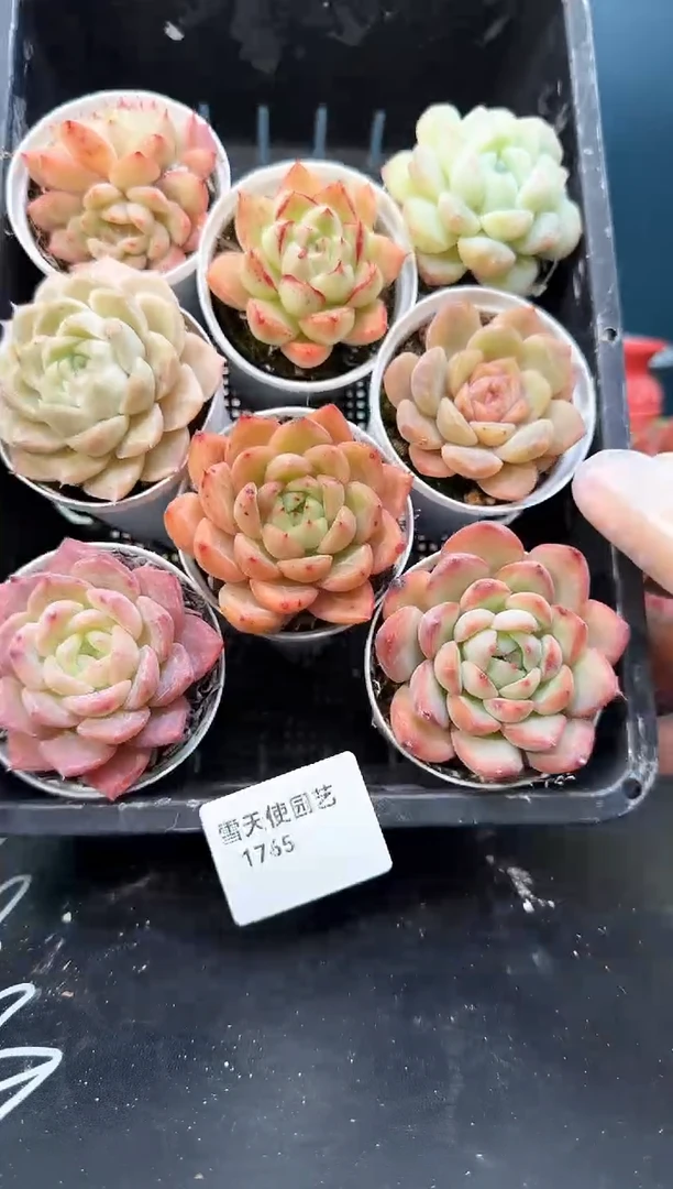 17  65   多肉8 颗