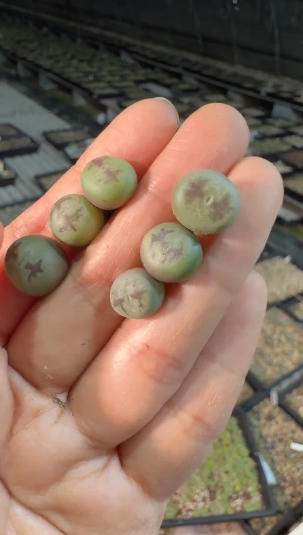 【天津专属】102多肉植物肉锥桃割娘杂交一颗