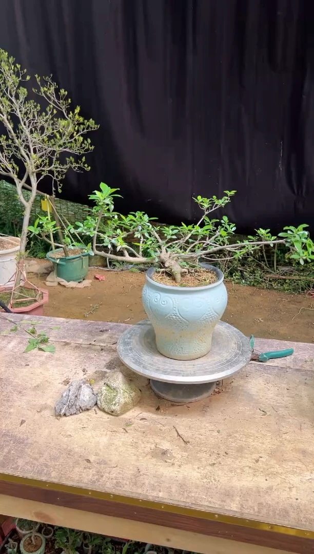 当前无花朵，栽培后可花朵恒*也海岛栀子花