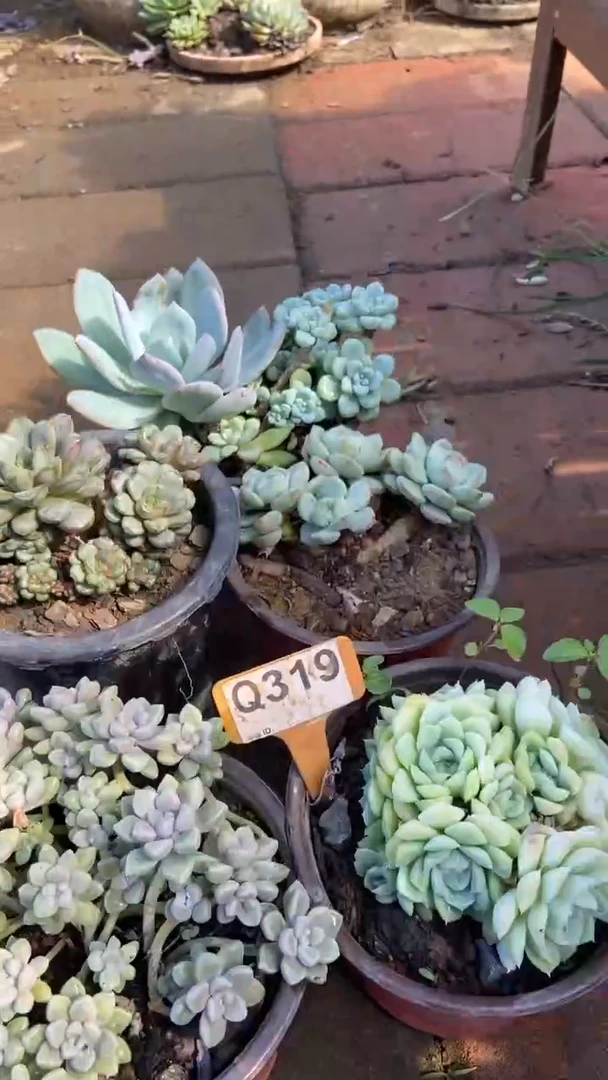 Q319多肉组合默认脱土发货